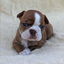 Fireball - Red male Boston Terrier puppy in Perry, Oklahoma from Sitsler Bostons