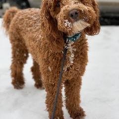 Aussiedoodle and Irish Doodle All Grown Up from Schooley Doodles