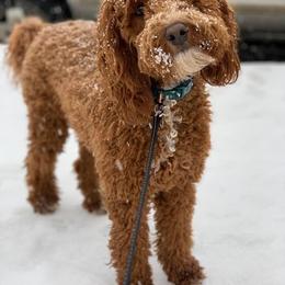 Aussiedoodle and Irish Doodle All Grown Up from Schooley Doodles