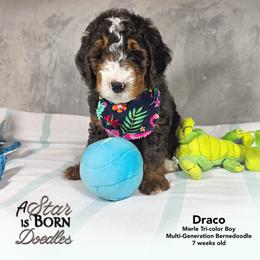Draco - Gray Collar - Blue merle male Bernedoodle puppy in Jackson, Michigan from A Star is Born Doodles