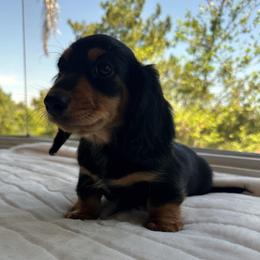 Grover - Black and tan male Dachshund puppy in San Diego, California from Enchantables