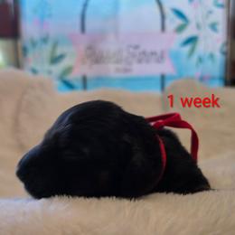 Merle - Black male Dachshund puppy in Kempner, Texas from Russell Farms Dachshund
