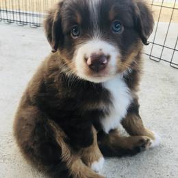 Miniature Australian Shepherd and Toy Australian Shepherd Puppies from Hailey's Miniature Australian Shepherds