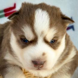 Tank - Red and white male Siberian Husky puppy in Grant City, Missouri from Timberline Paws