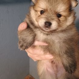 Boy cream sable - Cream sable male Pomeranian puppy in Parthenon, Arkansas from Michelle's Poms