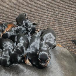 Girl 1 - female Doberman Pinscher puppy in Shrewsbury, Massachusetts from Di Nonno Dobermann
