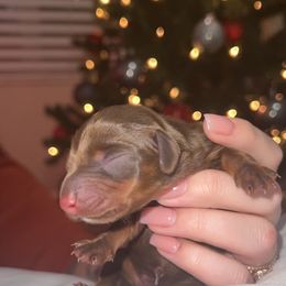 Dachshund Puppies from Holly’s Mini Weenies