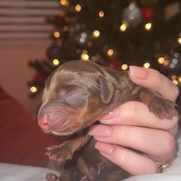 Dachshund Puppies from Holly’s Mini Weenies