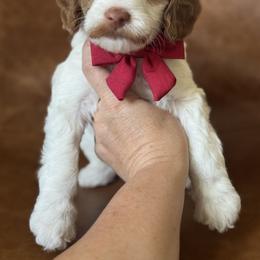 Rookie - Parti male Goldendoodle puppy in Escalon, California from Miley&Co.