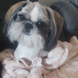 Keira - Shih Tzu