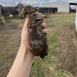 Max - Dapple male Dachshund puppy in Nashville, Arkansas from Cuddles n Curls