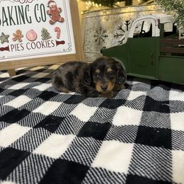 Thomas - Dapple male Dachshund puppy in Dawson, Alabama from Bells Dashing Dachshunds