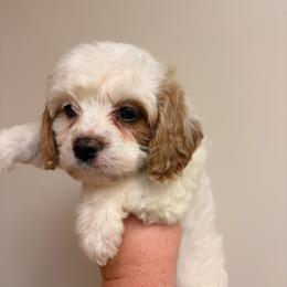 Estella - Blenheim female Cavapoo puppy in Hickory, North Carolina from Homegrown Spaniels
