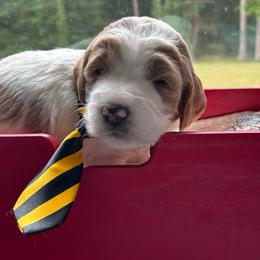 Mars - Parti male Goldendoodle puppy in Camden, North Carolina from Oopsie Doodles of NC