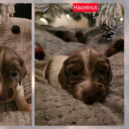 Dachshund Puppies from Emily Humpert