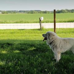 Colorado Mountain Dogs from Four Winds Farm