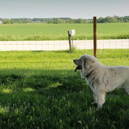 Colorado Mountain Dogs from Four Winds Farm