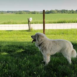Colorado Mountain Dogs from Four Winds Farm