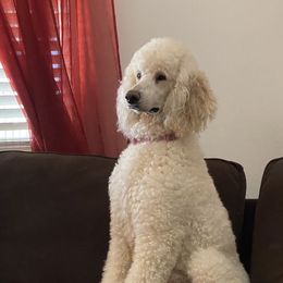 Piper - Poodle