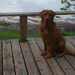 Sophie - Labrador Retriever