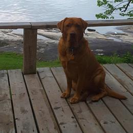 Sophie - Labrador Retriever