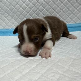 Boy 1 - Red tri male Miniature Australian Shepherd puppy in Olean, New York from Windy River Mini Aussie