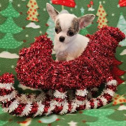AKC Tiny Destiny - female Chihuahua puppy in Newport, Maine from Pinewood Acres Chihuahuas