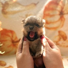 Honey - Orange female Pomeranian puppy in Sacramento, California from Manila
