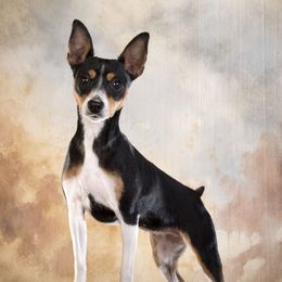 Raven - Rat Terrier