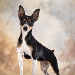 Raven - Rat Terrier