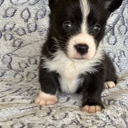 Girl 4 - Black and white female Cardigan Welsh Corgi puppy in Huntington Beach, California from Lucky Puppies