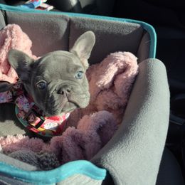 French Bulldog Puppies from Love & Frenchies LLC
