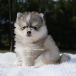 Beckett - Silver and white male Pomsky puppy in Loxahatchee, Florida from Cardinal Point Pomskies