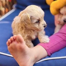 Lotso - Champagne male Maltipoo puppy in Jackson, California from Disney Doodles