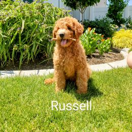 Goldendoodle Puppies from Brulee Doodles