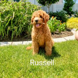 Goldendoodle Puppies from Brulee Doodles