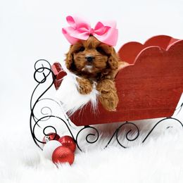 Piper - Red female Cavapoo puppy in North Carolina from NC Doodle Puppies