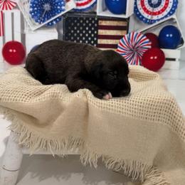 Boy 1 - Brindle male Irish Wolfhound puppy in Burlington, Kentucky from Cu Faoil Kennels