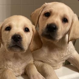 Labrador Retrievers from Solano Retrievers