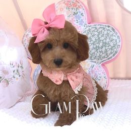 Maple (Mini Poodle) - Red female Maltipoo puppy in Spring, Texas from GlamPaw Maltipoos