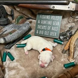 Labrador Retriever Puppies from Corey Shaylor's Labrador Retrievers