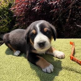Orange Girl - Black, white and red female Greater Swiss Mountain Dog puppy in Oregon City, Oregon from Runamuck's Greater Swiss Mountain Dogs