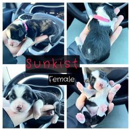 Aussiedoodle, Goldendoodle, and Miniature Australian Shepherd Puppies from Clover Bar Kennels