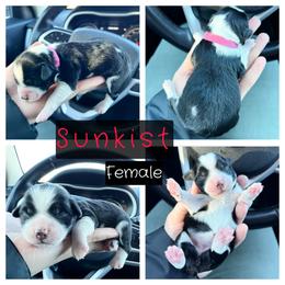 Aussiedoodle, Goldendoodle, and Miniature Australian Shepherd Puppies from Clover Bar Kennels
