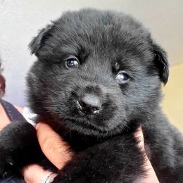 German Shepherd Puppies from Lux GSD