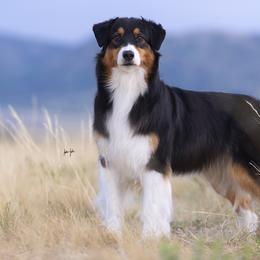 Australian Shepherds from Impact Australian Shepherds