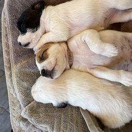 Parson Russell Terrier Puppies from Deep Creek Welsh Farm