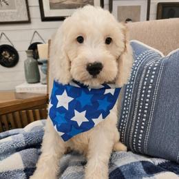 Reuben - Parti male Goldendoodle puppy in Fordland, Missouri from K&K's Puppy Kingdom