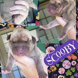Scooby - Silver male Great Dane puppy in Wellsville, New York from Prophecy Danes