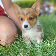 Birch - Sable male Pembroke Welsh Corgi puppy in Sidney, Ohio from Cozy Corgi Ranch